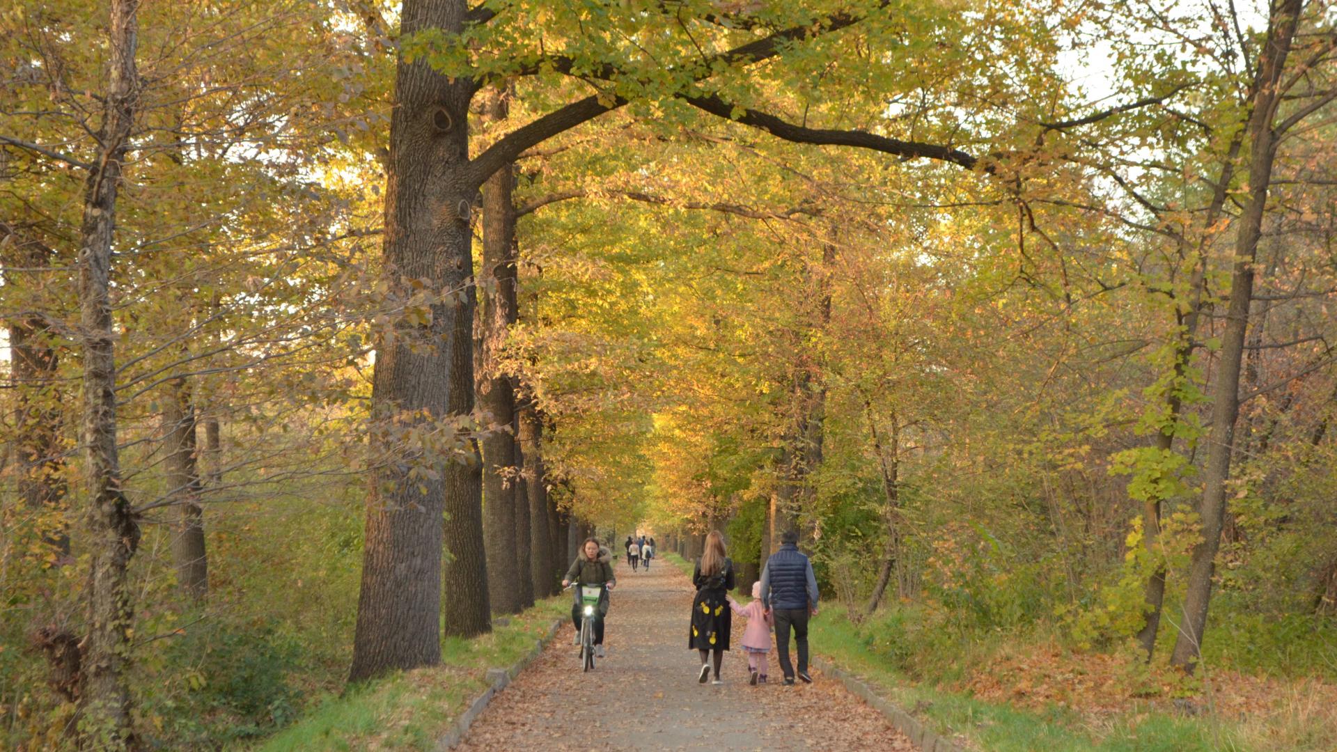 People walking on lane in autumn woods