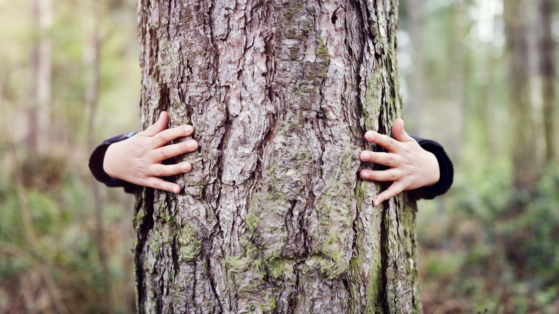 child's hands embracing trunk of pine tree