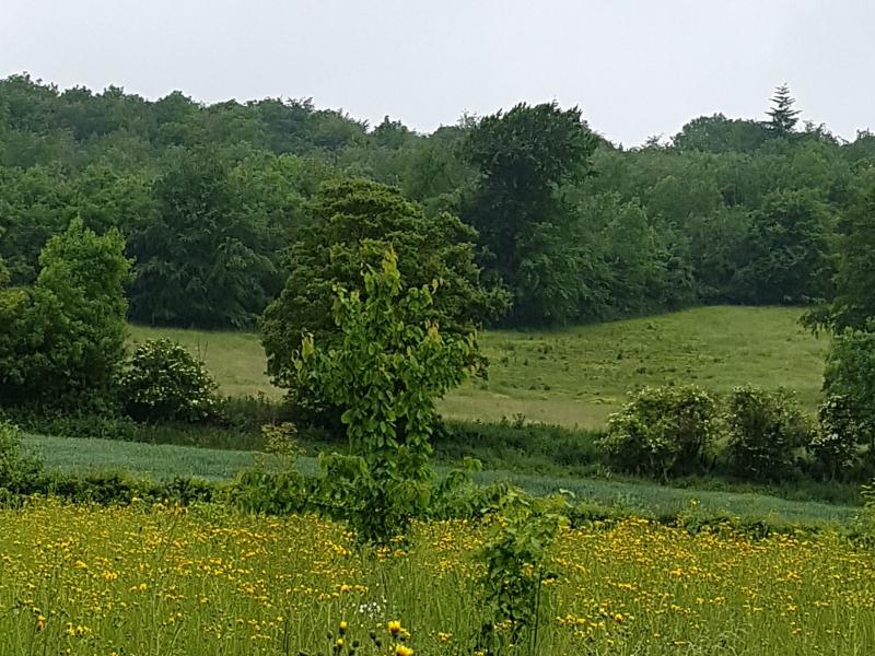 Meadow in Kent