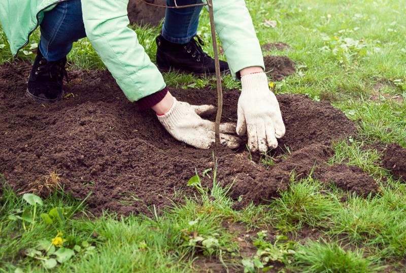 Close-up of person planting a sapling