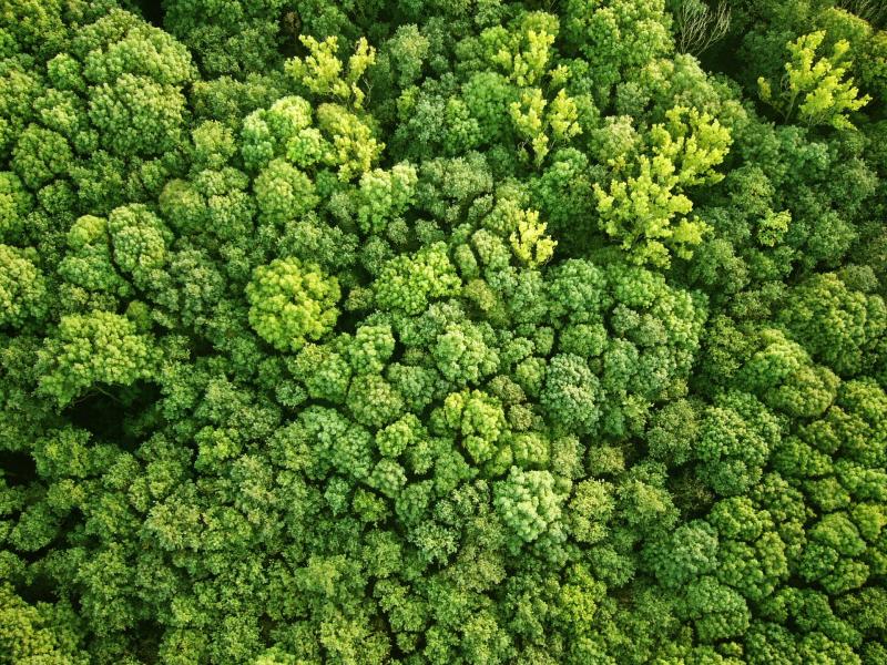 Birds-eye view of a forest