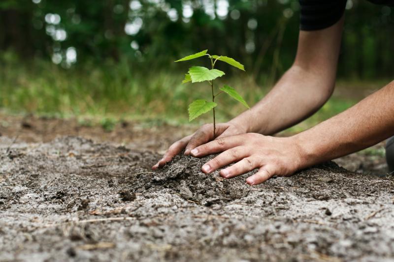 Close up of hands planting a sapling with trees in background