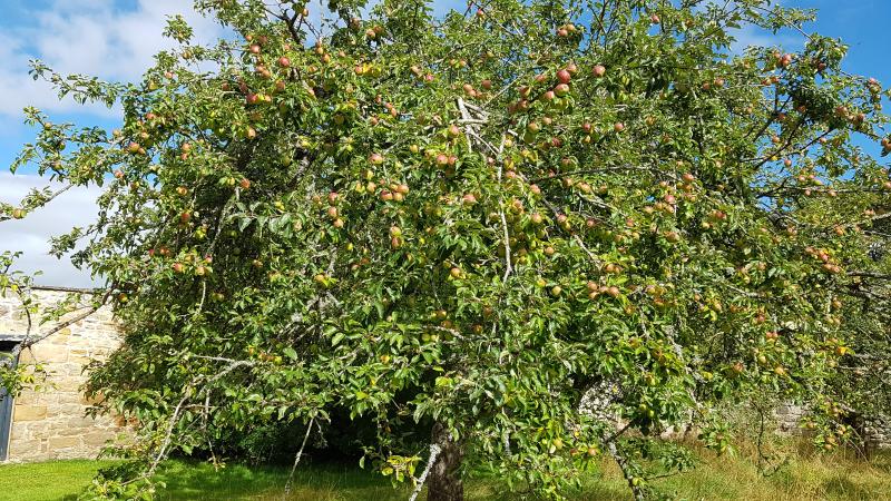 Close up of apple tree in orchard