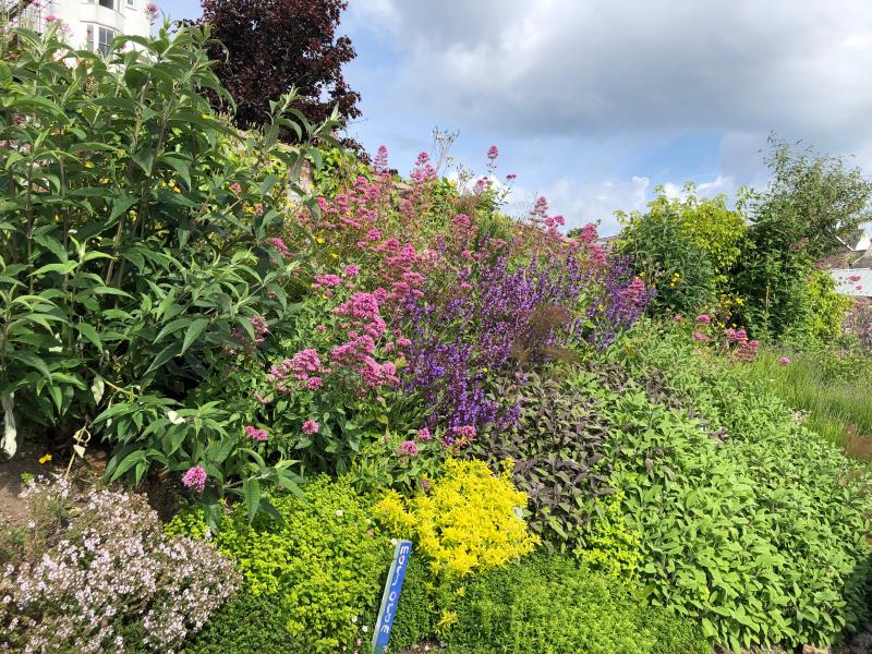 Close up of flourishing herbs in community greening project in Bideford, Devon
