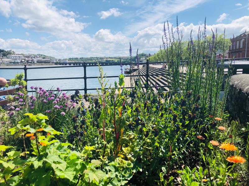 Close up of plants growing up against railings with River Torridge estuary in background