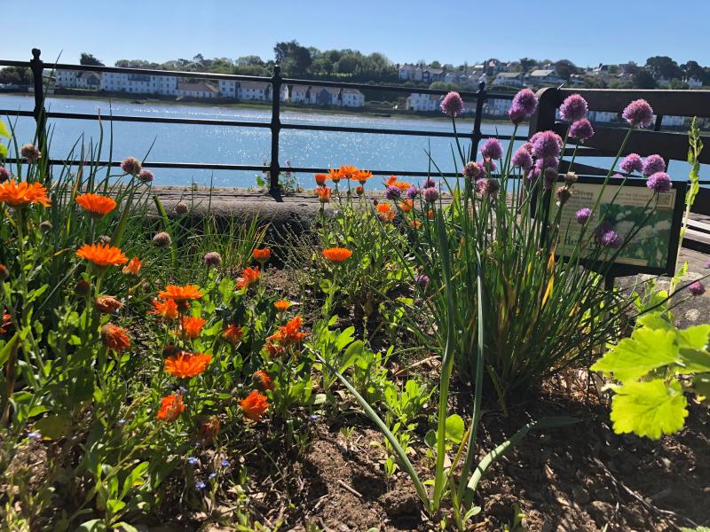 Plants flourishing in foreground, river estuary in background, Bideford