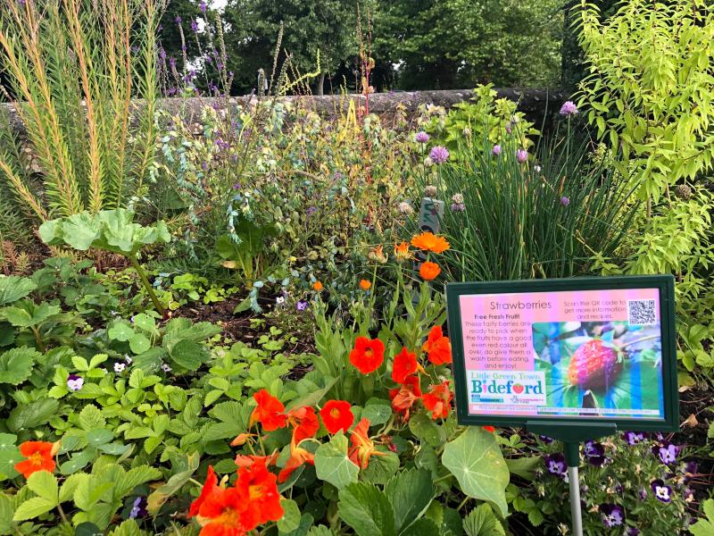 Close up of nasturtiums, chives and strawberry plants in flower bed with information board