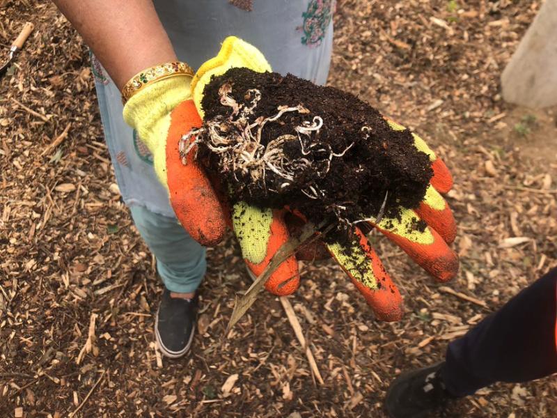 Close up of hands in gardening gloves holding lump of soil with roots 