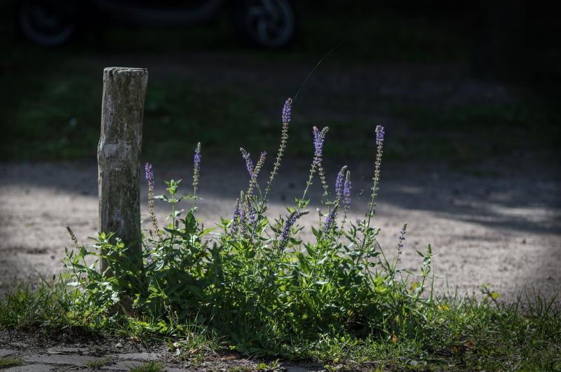 Blue plants growing alongside a post and gravel path