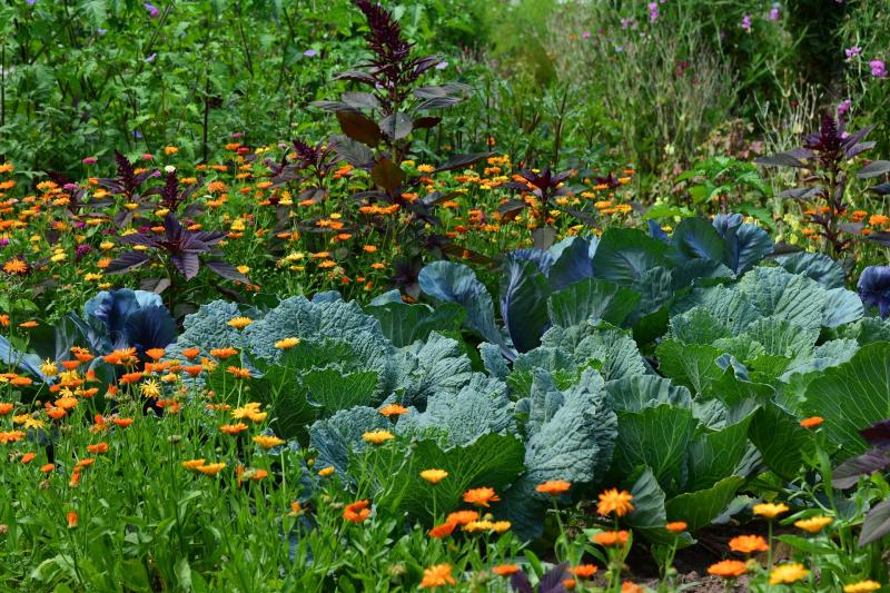 Cabbages growing in garden surrounded by wild flowers