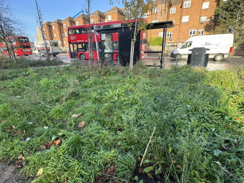 Grass and plants growing wild in foreground, red London bus in background