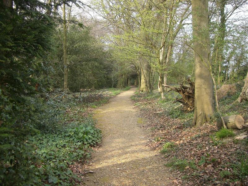 Darwin's Thinking Path at Down House - A gravel path in the centre of the photo with trees on both sides in spring foliage.