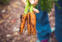 A close-up of someone's hand holding muddy carrots