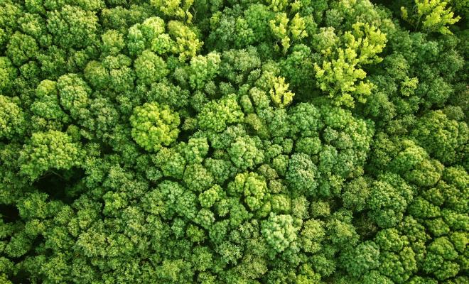 Birds-eye view of a forest