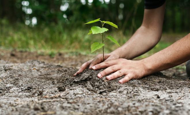 Close up of hands planting a sapling with trees in background