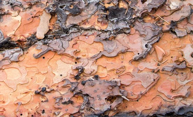 Close up of tree bark resembling a jigsaw puzzle