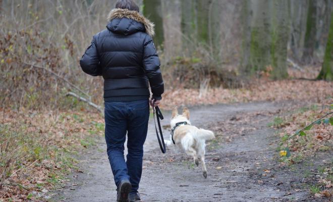 Back view of man jogging with dog on woodland path