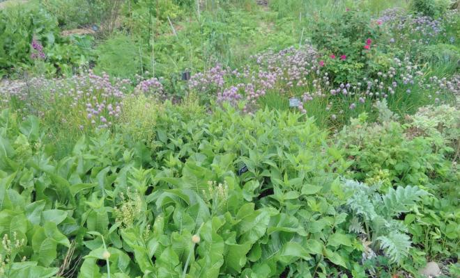 View of abundant green veg growing on waste ground, buildings in far background