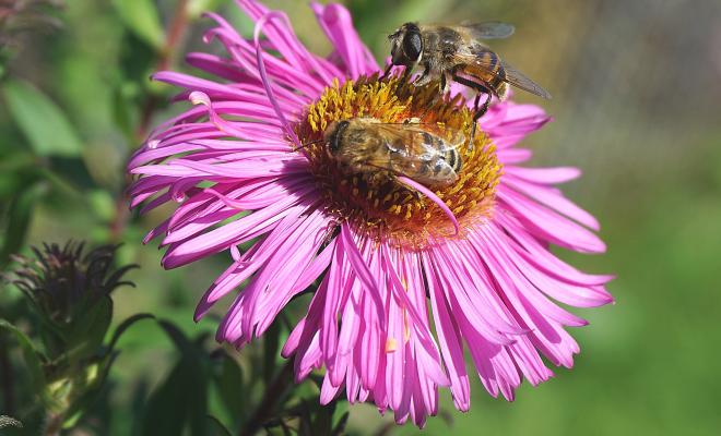 Close up of two bees pollinating pink flower