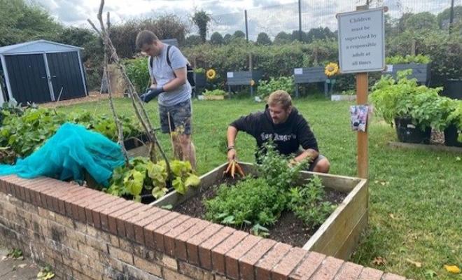 Man pulling carrots out of a planter with garden in background