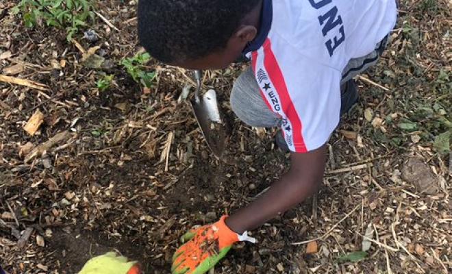 Child shot from above planting seedlings