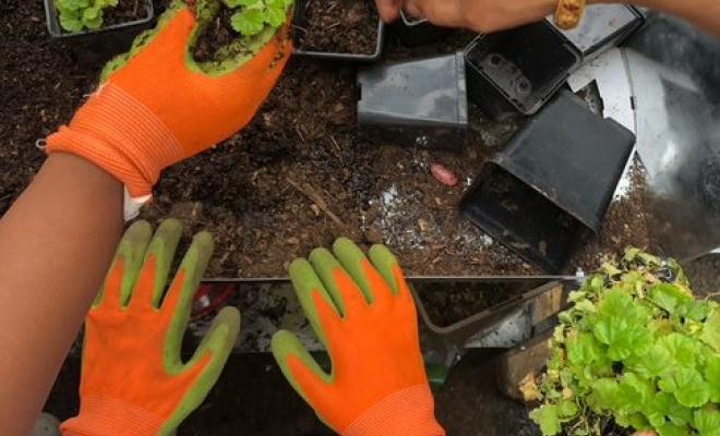 Close up of children's and adult hands in gardening gloves with seedlings and trays