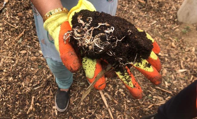Close up of hands in gardening gloves holding lump of soil with roots 