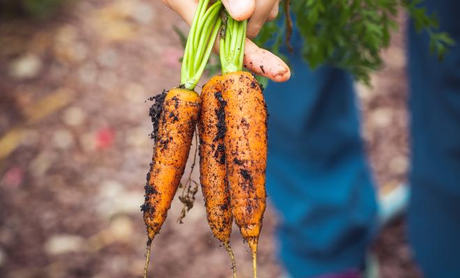 A close-up of someone's hand holding muddy carrots
