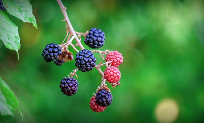 Close-up of wild blackberries ripening on stalk