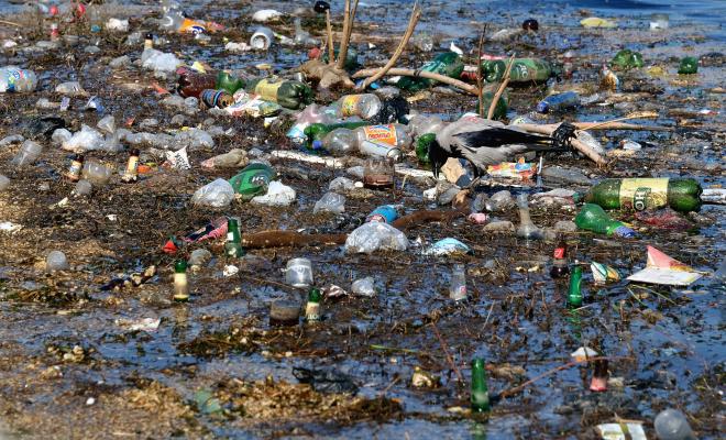 Sea bird picking over floating rubbish and plastic bottles at rivers edge